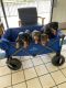 Doberman Pinscher Puppies for sale in Hesperia, CA 92345, USA. price: $800