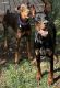 Doberman Pinscher Puppies for sale in Elgin, OR 97827, USA. price: $2,000