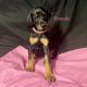 Doberman Pinscher Puppies for sale in 693 Leslie Rd, Coffee Springs, AL 36318, USA. price: $3,000