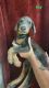 Doberman Pinscher Puppies for sale in Spring Hill, FL 34606, USA. price: $1,000