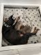 Doberman Pinscher Puppies for sale in Brockton, MA 02302, USA. price: $2,000