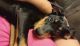 Doberman Pinscher Puppies for sale in Evart, MI 49631, USA. price: $900