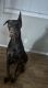 Doberman Pinscher Puppies for sale in 273 N 87th St, Mesa, AZ 85207, USA. price: $500