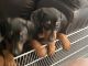 Doberman Pinscher Puppies for sale in Peoria, AZ, USA. price: $600,700