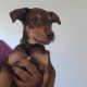 Doberman Pinscher Puppies for sale in Los Angeles, CA, USA. price: $400