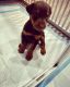 Doberman Pinscher Puppies for sale in Panorama City, CA 91402, USA. price: $2,000