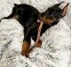 Doberman Pinscher Puppies for sale in New York, NY 10080, USA. price: $750
