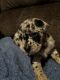 Doberman Pinscher Puppies for sale in Lake Geneva, WI 53147, USA. price: $800