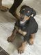 Doberman Pinscher Puppies for sale in Peoria, AZ 85382, USA. price: $600