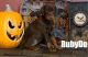 Doberman Pinscher Puppies for sale in NO HUNTINGDON, PA 15642, USA. price: $3,500