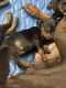 Doberman Pinscher Puppies for sale in Selma, NC, USA. price: $2,000