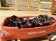 Doberman Pinscher Puppies for sale in Simpsonville, SC, USA. price: $850