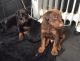 Doberman Pinscher Puppies for sale in Montgomery, AL 36123, USA. price: $300