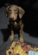 Doberman Pinscher Puppies for sale in 11156 GA-106, Carnesville, GA 30521, USA. price: $300