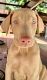 Doberman Pinscher Puppies for sale in Wolcott, CT 06716, USA. price: $1,800