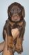 Doberman Pinscher Puppies for sale in St Charles, MI 48655, USA. price: $1,600