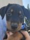Doberman Pinscher Puppies for sale in Lodi, CA, USA. price: $600