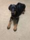 Doberman Pinscher Puppies for sale in Springfield, MO, USA. price: $200