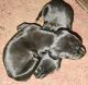 Doberman Pinscher Puppies for sale in Carl Junction, MO 64834, USA. price: $300