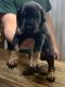 Doberman Pinscher Puppies for sale in Fredericksburg, VA 22401, USA. price: $1,500