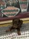 Doberman Pinscher Puppies for sale in Maywood, IL 60153, USA. price: $2,500