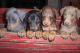 Doberman Pinscher Puppies for sale in Muscoy, CA 92407, USA. price: $600