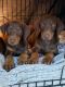 Doberman Pinscher Puppies for sale in Moreland, GA 30259, USA. price: $1,250