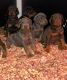 Doberman Pinscher Puppies for sale in M-15, Davison, MI, USA. price: $1,600