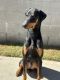 Doberman Pinscher Puppies for sale in Inglewood, CA, USA. price: $1,200