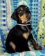 Doberman Pinscher Puppies for sale in Daytona Beach, FL, USA. price: $1,000