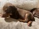 Doberman Pinscher Puppies for sale in Anza, CA 92539, USA. price: $1,100