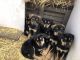Doberman Pinscher Puppies for sale in Oxford Charter Township, MI, USA. price: $250