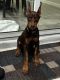 Doberman Pinscher Puppies for sale in Kissimmee, FL, USA. price: $2,900