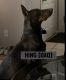 Doberman Pinscher Puppies for sale in Rio Rancho, NM, USA. price: $700