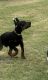 Doberman Pinscher Puppies for sale in Port Lavaca, TX 77979, USA. price: $1,100