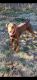 Doberman Pinscher Puppies for sale in Pittsburg, CA, USA. price: $700
