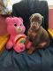 Doberman Pinscher Puppies for sale in Beaver, OR 97112, USA. price: $2,800