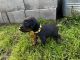 Doberman Pinscher Puppies for sale in Beaver, OR 97112, USA. price: $2,800