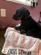 Doberman Pinscher Puppies for sale in Beaver, OR 97112, USA. price: $2,000