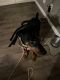 Doberman Pinscher Puppies for sale in Leland, IL 60531, USA. price: $1,500