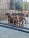 Doberman Pinscher Puppies for sale in Panorama City, CA 91402, USA. price: $850