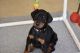Doberman Pinscher Puppies for sale in Lilburn, GA 30047, USA. price: $500