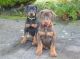 Doberman Pinscher Puppies for sale in Chicago, IL 60602, USA. price: $500
