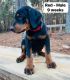Doberman Pinscher Puppies for sale in Simpsonville, SC, USA. price: $650