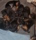 Doberman Pinscher Puppies for sale in Phoenix, AZ 85015, USA. price: NA