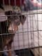Doberman Pinscher Puppies for sale in Rapid City, SD, USA. price: NA