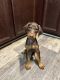 Doberman Pinscher Puppies for sale in Maywood, IL 60153, USA. price: $1,100