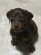 Doberman Pinscher Puppies for sale in Greenfield Center, New York. price: NA