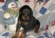 Doberman Pinscher Puppies for sale in New York City, New York. price: $550