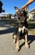 Doberman Pinscher Puppies for sale in Los Angeles, CA, USA. price: $100